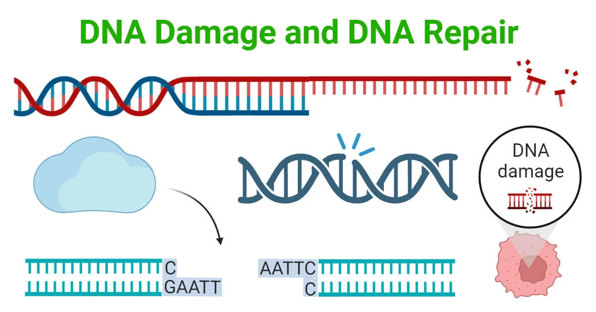 DNA Repair And Initiates DNA to Prepare for Change